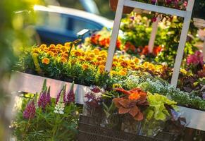 trädgård blommor företag foto