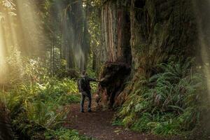redwood skog spår backpacking foto