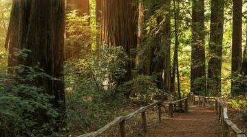 redwood skog naturskön spår väg foto