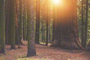 jätte sequoia skog plats foto