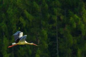 flygande vit stork fågel foto