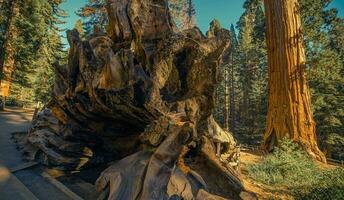 sequoia nationell parkera plats foto