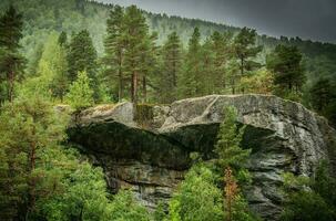 djup i norska skog foto