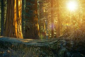 naturskön sequoia skog foto