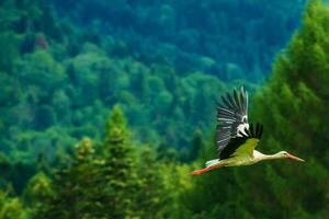 vit stork på flykt foto