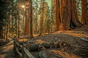 sequoias sierra skog foto