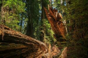 fallen gammal redwood träd foto