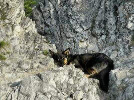 hemlös hund sover på de backe av en klippig berg foto