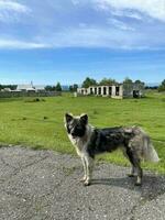 en herrelös hund står i främre av en förstörd byggnad i en by i buryatia, ryssland foto