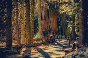 kalifornien sequoia nationell parkera naturskön väg spår foto