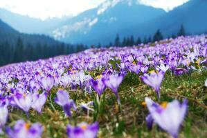 skön blommor se foto