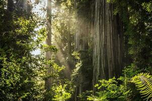 solig redwood skog landskap foto