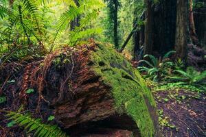 fallen redwood träd foto