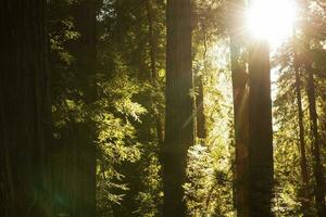 morgon- solljus kommande genom redwood träd foto