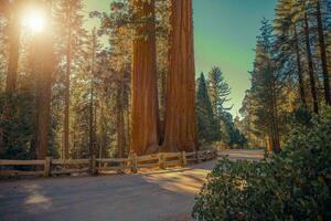 sequoias nationell parkera väg foto