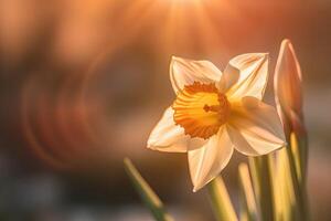 porträtt påsklilja blomma med ljus exponering ai generativ foto