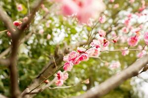 skön och rosa plommon blommar blomning på träd brunch i japansk trädgård med Sol lampor och suddigt bakgrund. foto