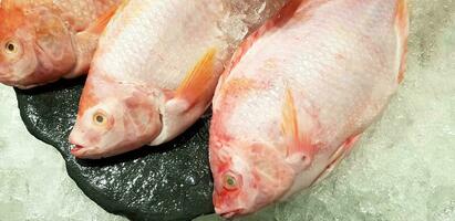 stänga upp färsk tilapia bruka fisk sätta och frysa på is för försäljning på fisk marknadsföra eller mataffär - djur- för mat, ingrediens och matlagning begrepp foto