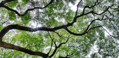 skön stor träd gren av jätte apa pod träd med grön löv för bakgrund. skönhet av natur, växt växande och naturlig tapet begrepp foto