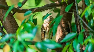 asiatisk spärrad owlet uppflugen på träd foto