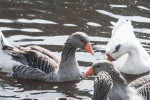 vild gäss flock äter i floden foto