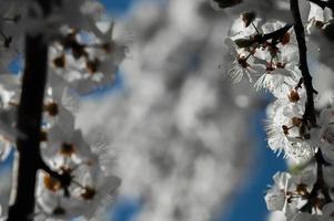 körsbärsplommon blommar med vita kronblad foto