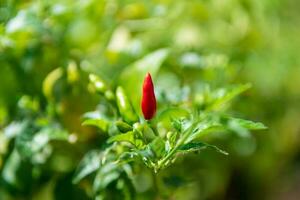 paprika bitter färsk i de trädgård stänga upp foto