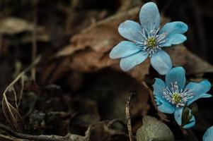 första blå blomman efter vintern på våren foto