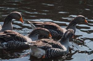 vild gäss flock äter i floden foto