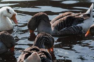 vild gäss flock äter i floden foto