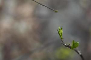 första gröna blad på trädgren foto