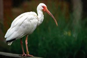 amerikansk vit ibis foto