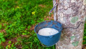 sudd träd och skål fylld med latex i en sudd plantage foto