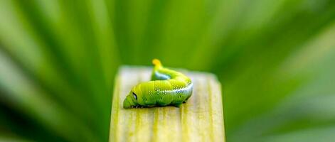 ljus grön fjäril larv med stor ögon.den stor grön larv i natur foto
