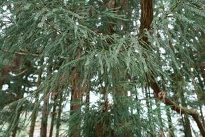 tall träd grenar med löv i de skog foto