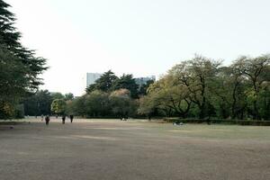 tokyo, japan - april 11, 2023 tall träd i shinjuku gyoen nationell trädgård foto