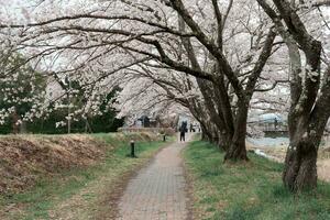 kawaguchiko, japan - april 7, 2023 sakura körsbär blomma blomma i de parkera i molnig dag foto