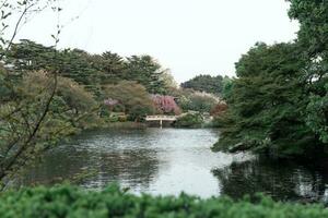 tokyo, japan - april 11, 2023 kväll tid i shinjuku gyoen nationell trädgård med körsbär blommar foto