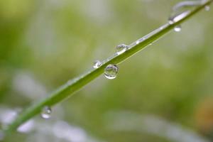 regndroppar på växterna under regniga dagar