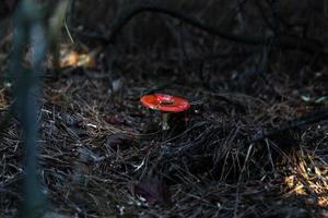 stor svamp i skogen foto