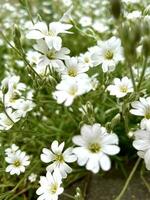 söt fält av vit blommor de boreal våtarv på en grön gräs foto