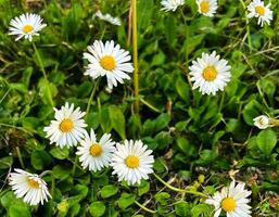 många vit vild daisy daisy blommor i äng fält foto