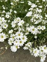 vit blommor de boreal våtarv på en grön gräs foto