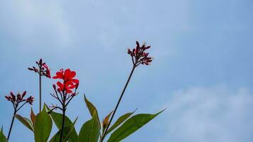 de härlig asoka blomma är fångad mot en klar blå himmel. foto