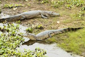 gatorer i de vild av de våtmarker eller träskmarker känd som de pantanal i mato grosso, Brasilien foto