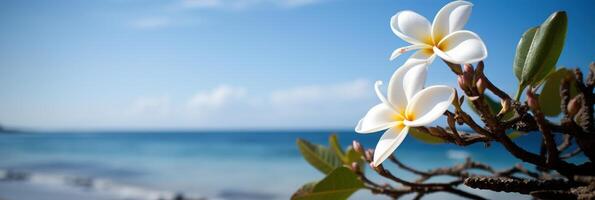 plumeria frangipani på tropisk hav och strand blå himmel bakgrund, sommar festlig tid. generativ ai foto