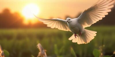 vit duva flygande på solnedgång bakgrund, fågel av fred symbol, internationell fred dag. generativ ai foto