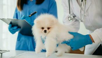 två doktorer är granskning honom. veterinär medicin begrepp. pomeranian i veterinär klinik. foto