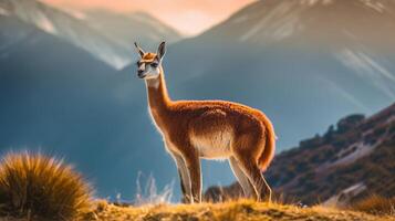 guanaco i natur, förbryllande Foto. kreativ resurs, ai genererad foto