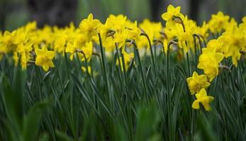 blommig bakgrund med blommande gula tulpaner på en blomsterrabatt och selektiv fokus foto